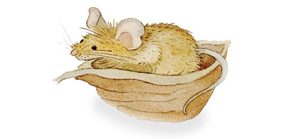 Illustration Maus