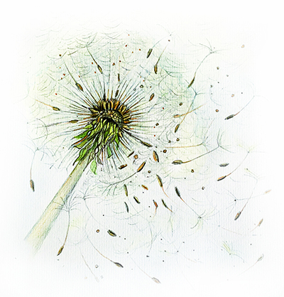 Illustration Pusteblume